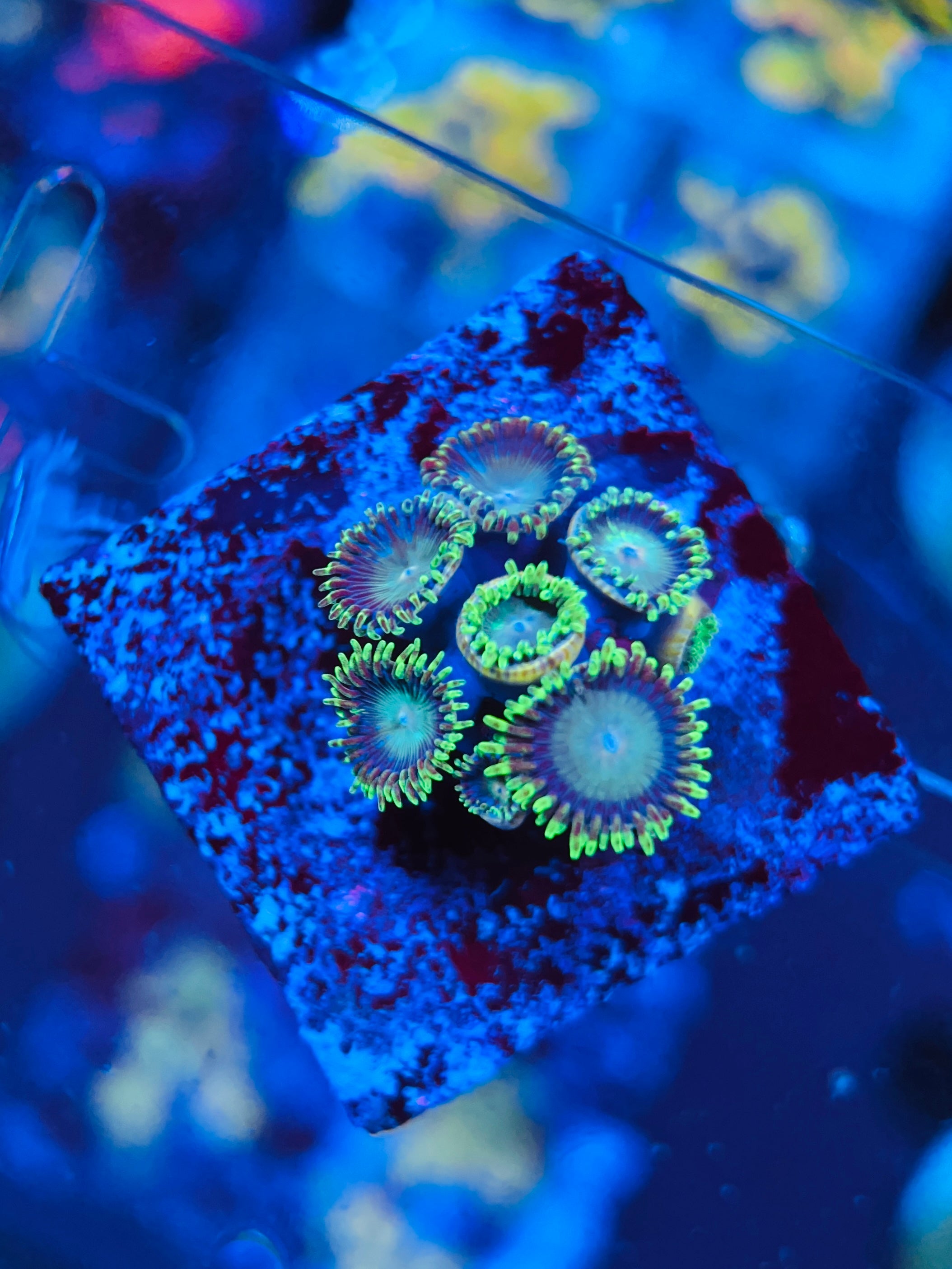Green Zoanthus WYSIWYG!