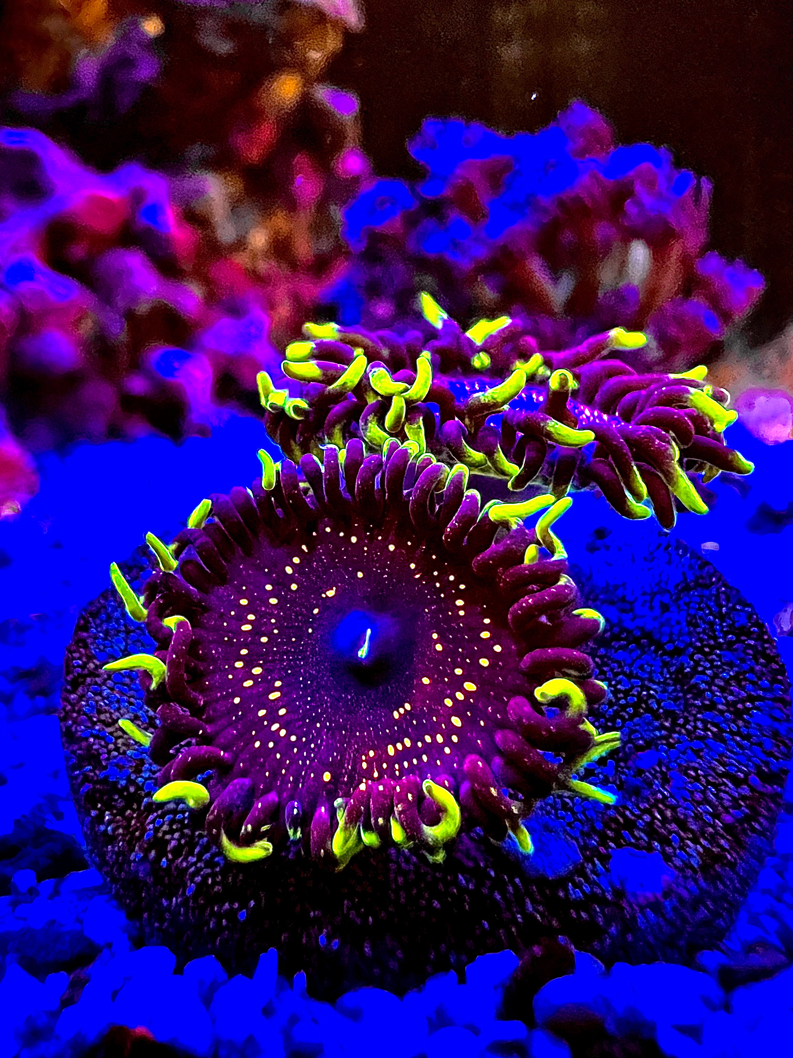 Psychosis zoanthus