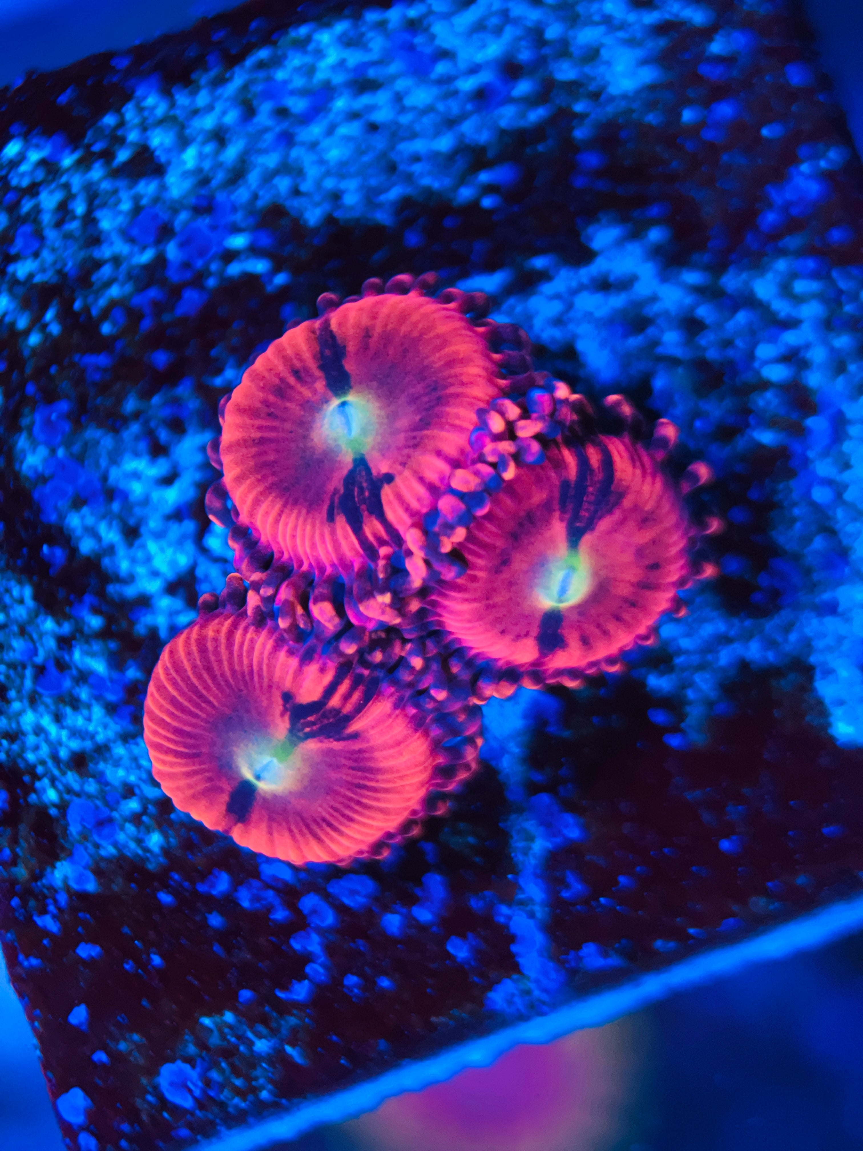 Pink sakura zoanthus