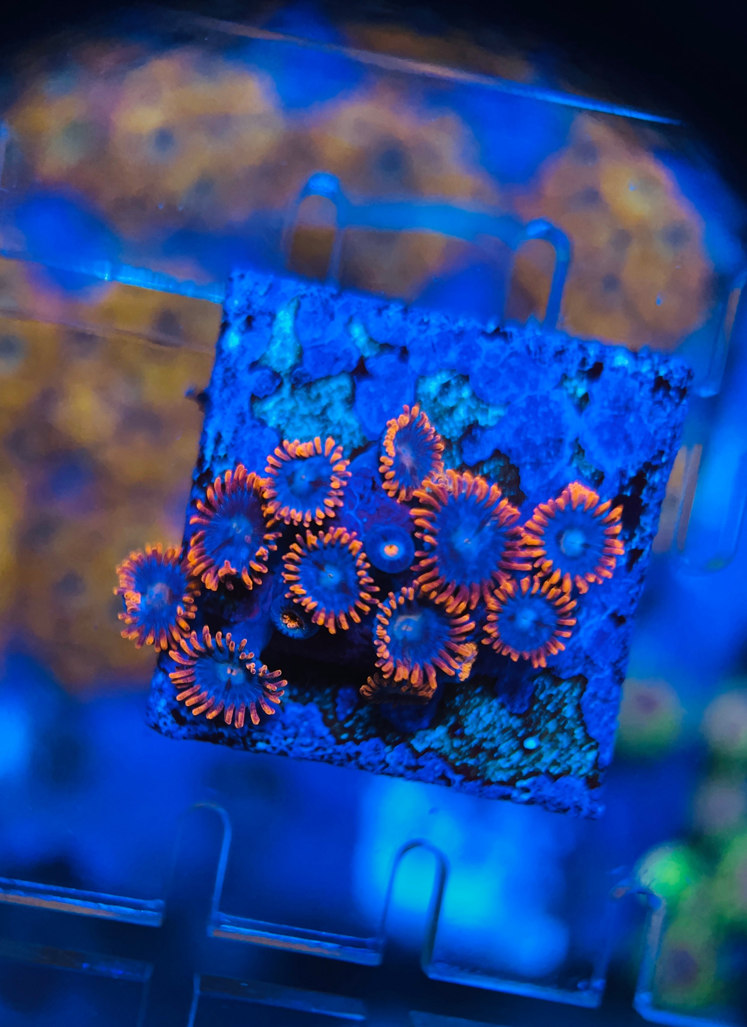 Super Mario Zoanthus (WYSIWYG)