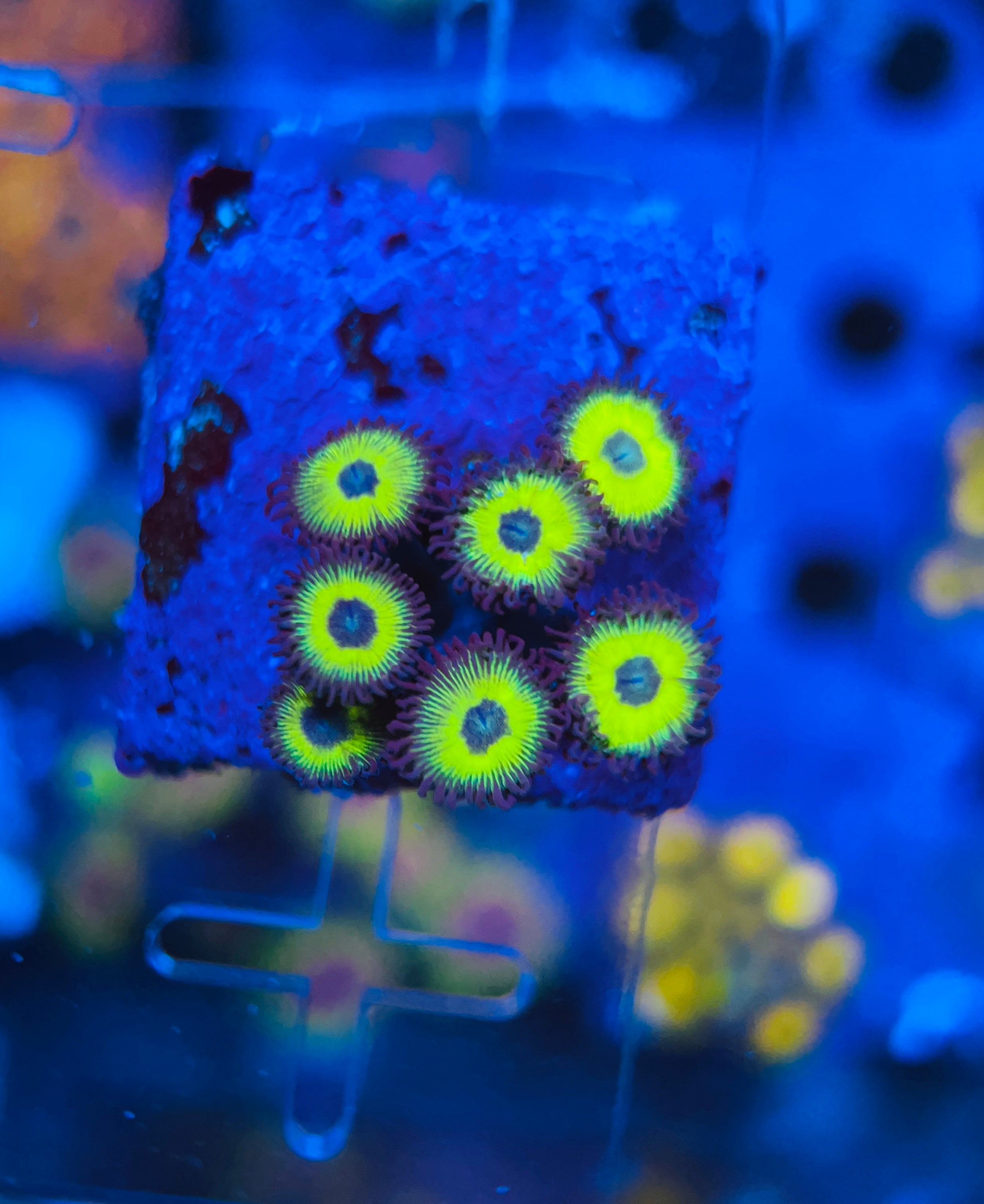 EL Lemon Zoanthus (WYSIWYG)