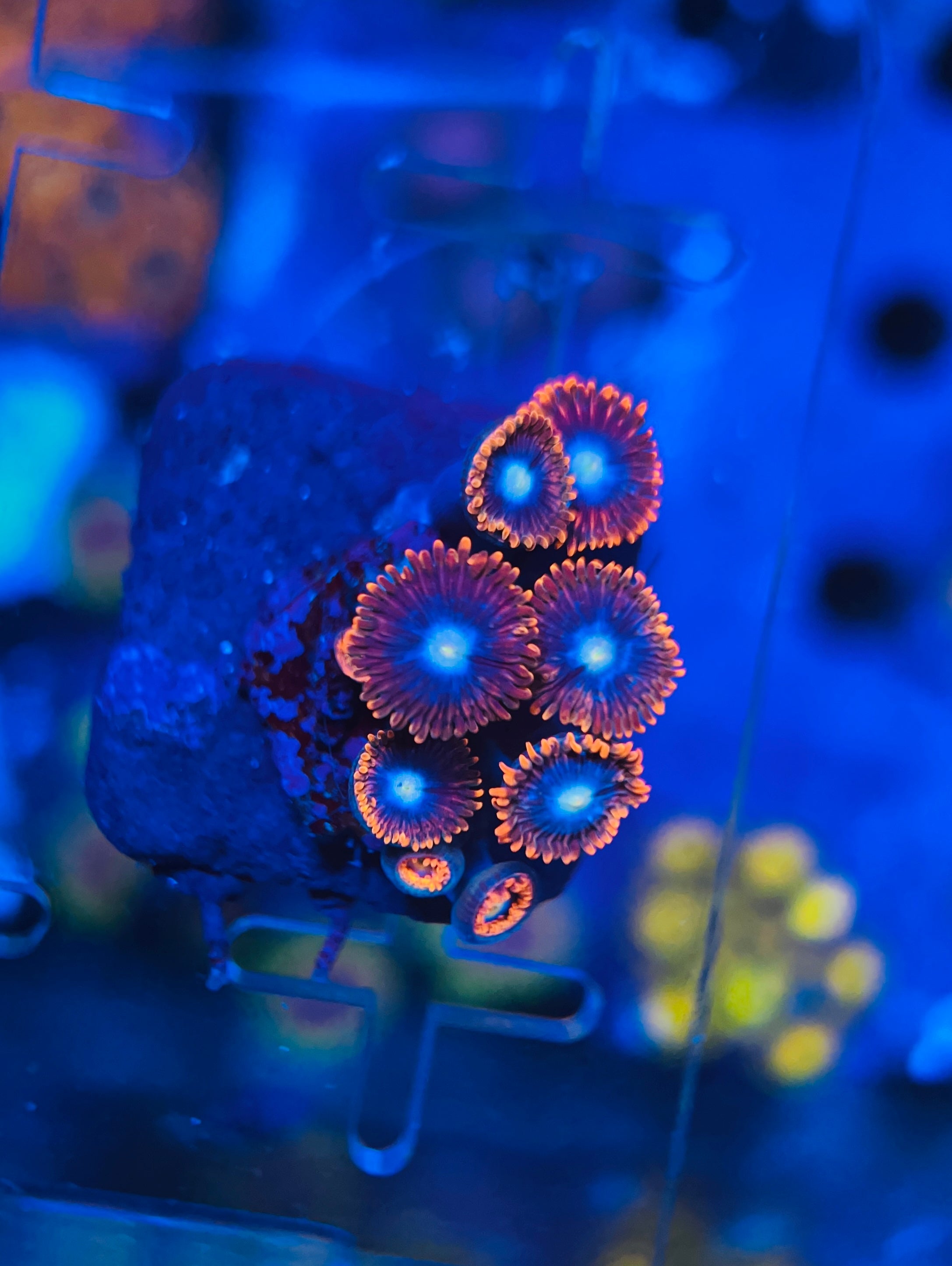 Fire and Ice Zoanthus (WYSIWYG)