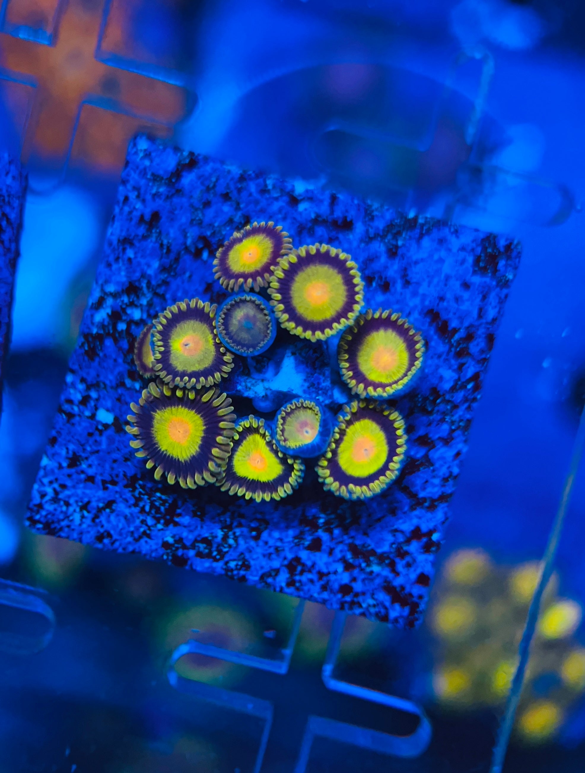 Tutti Frutti Zoanthus (WYSIWYG)