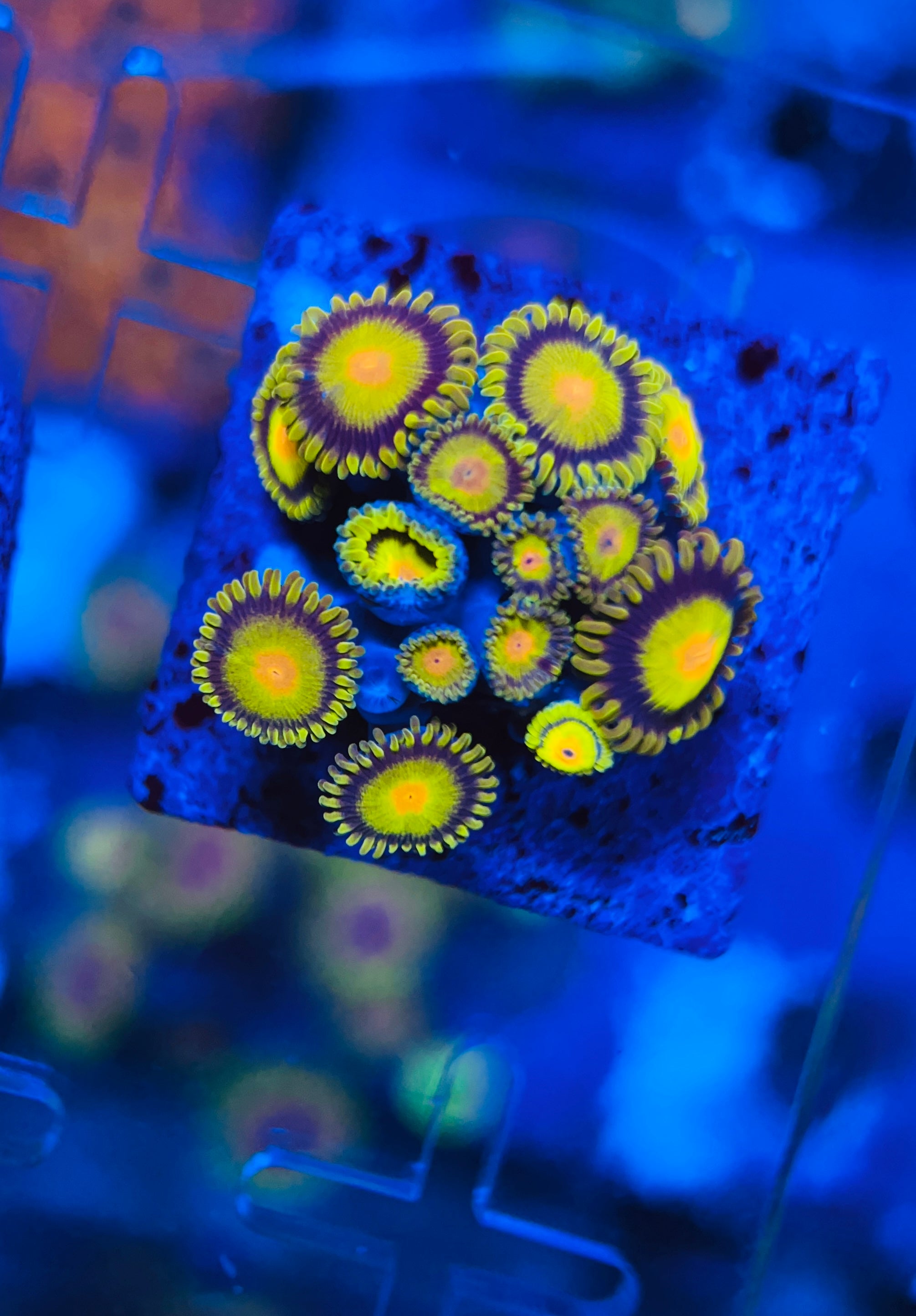 Tutti Frutti Zoanthus (WYSIWYG)