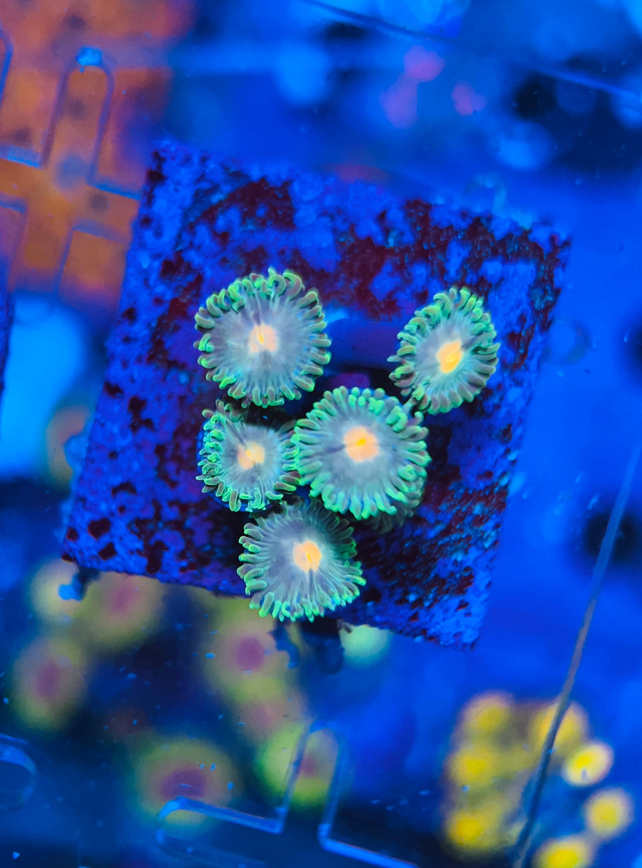 Gorilla Nipple Ultra Zoanthus (WYSIWYG)