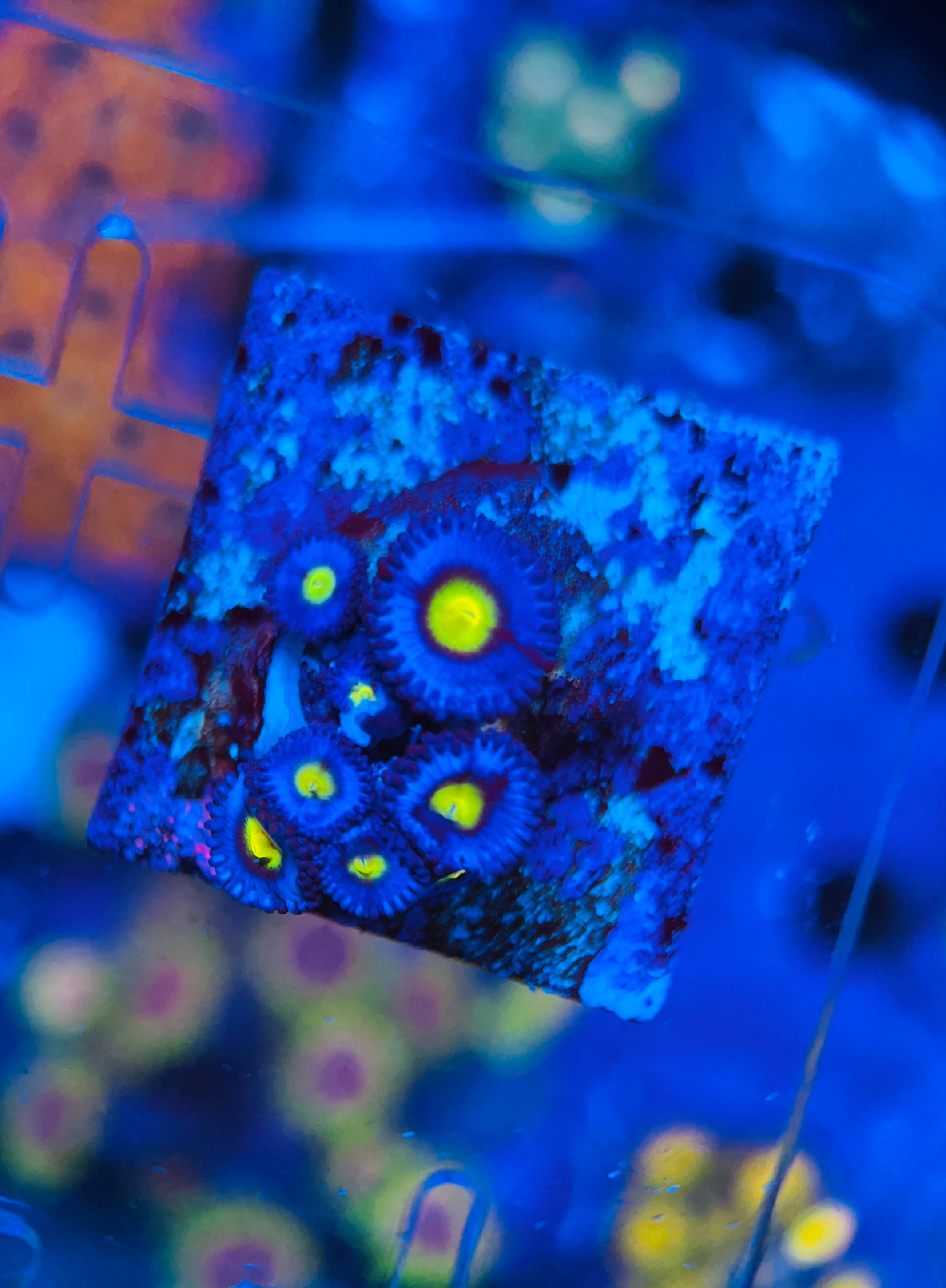 AIO Zoanthus (WYSIWYG)