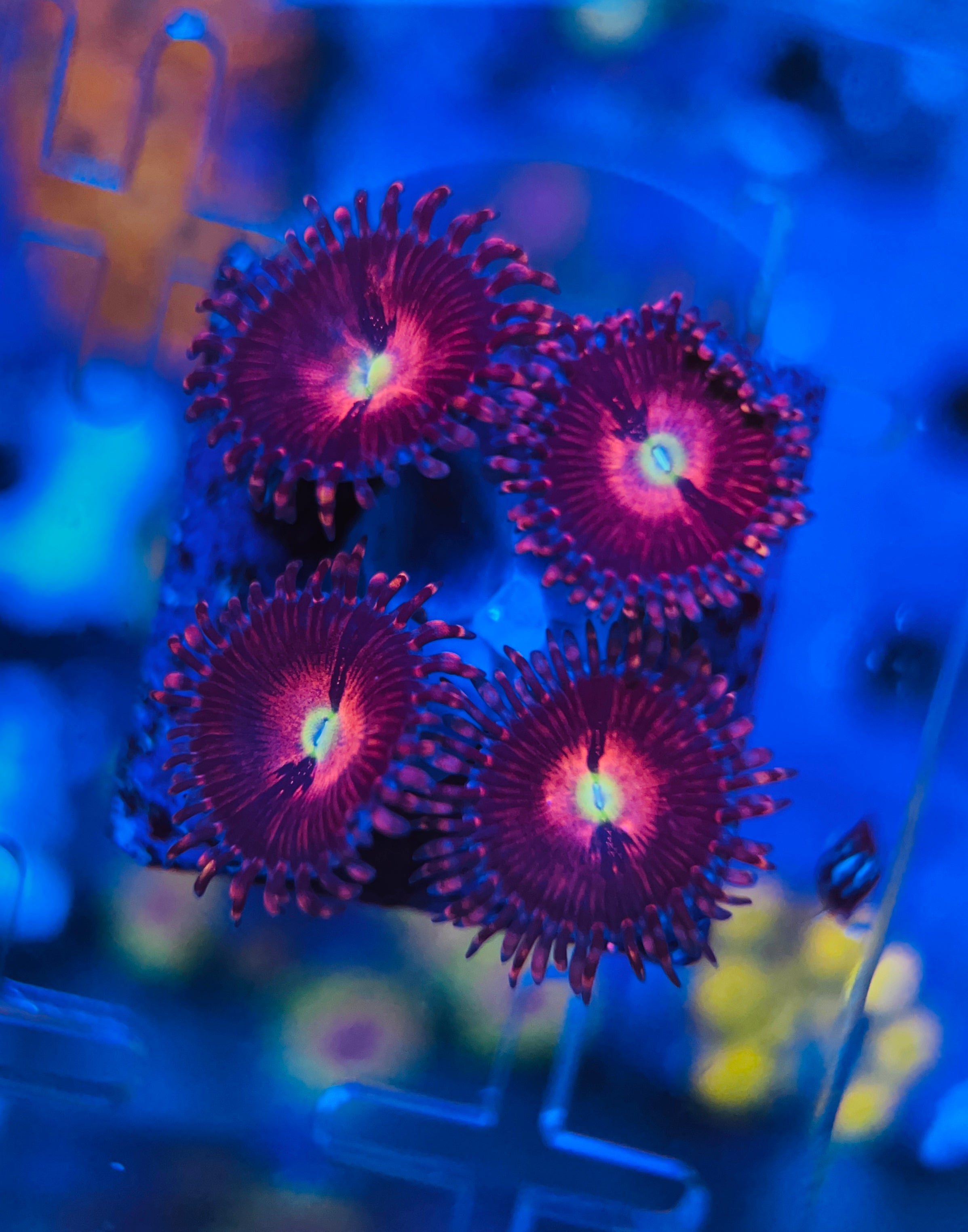 Alien Explosion Zoanthus (WYSIWYG)