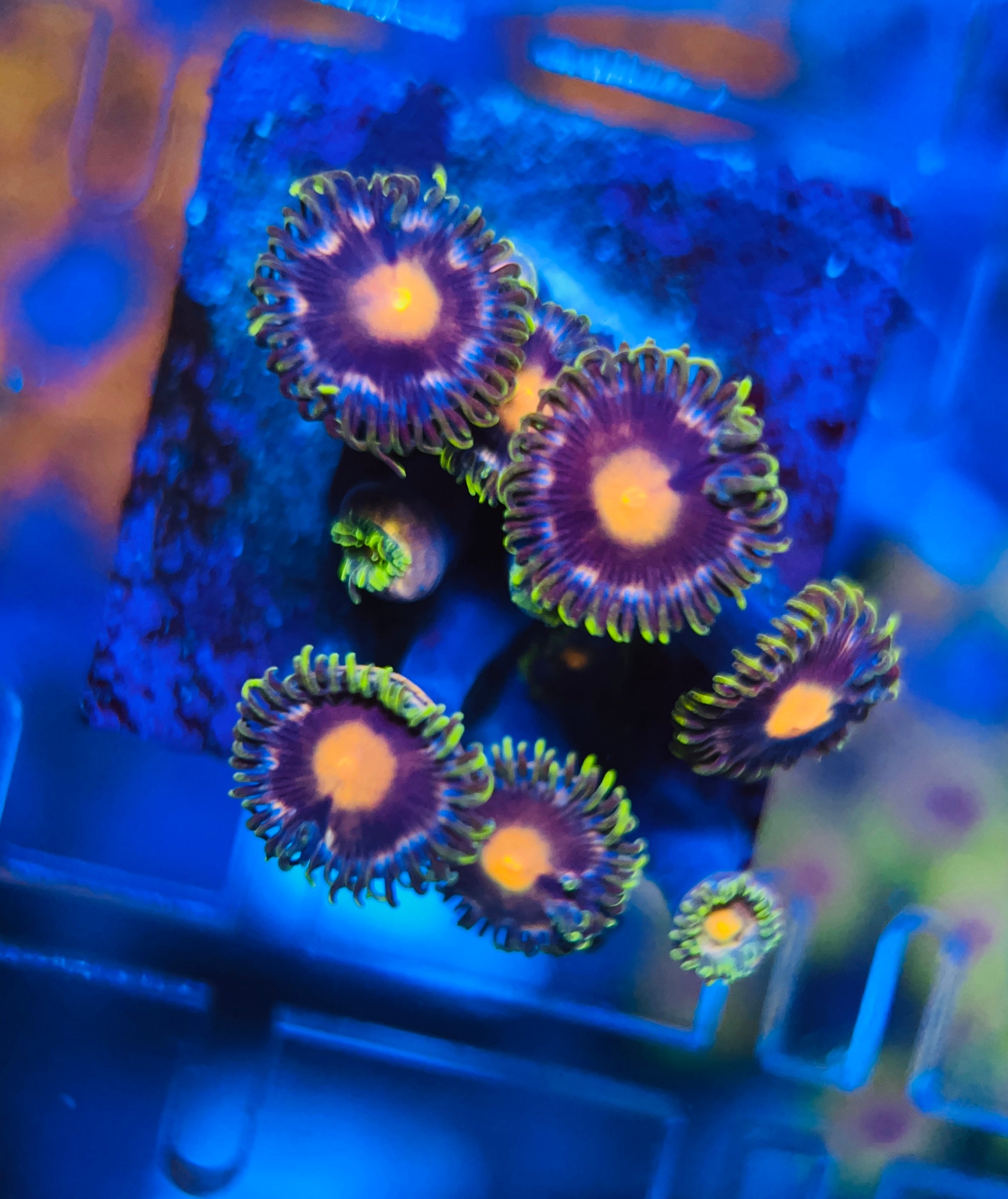 Blow pop Zoanthus Ultra (WYSIWYG)