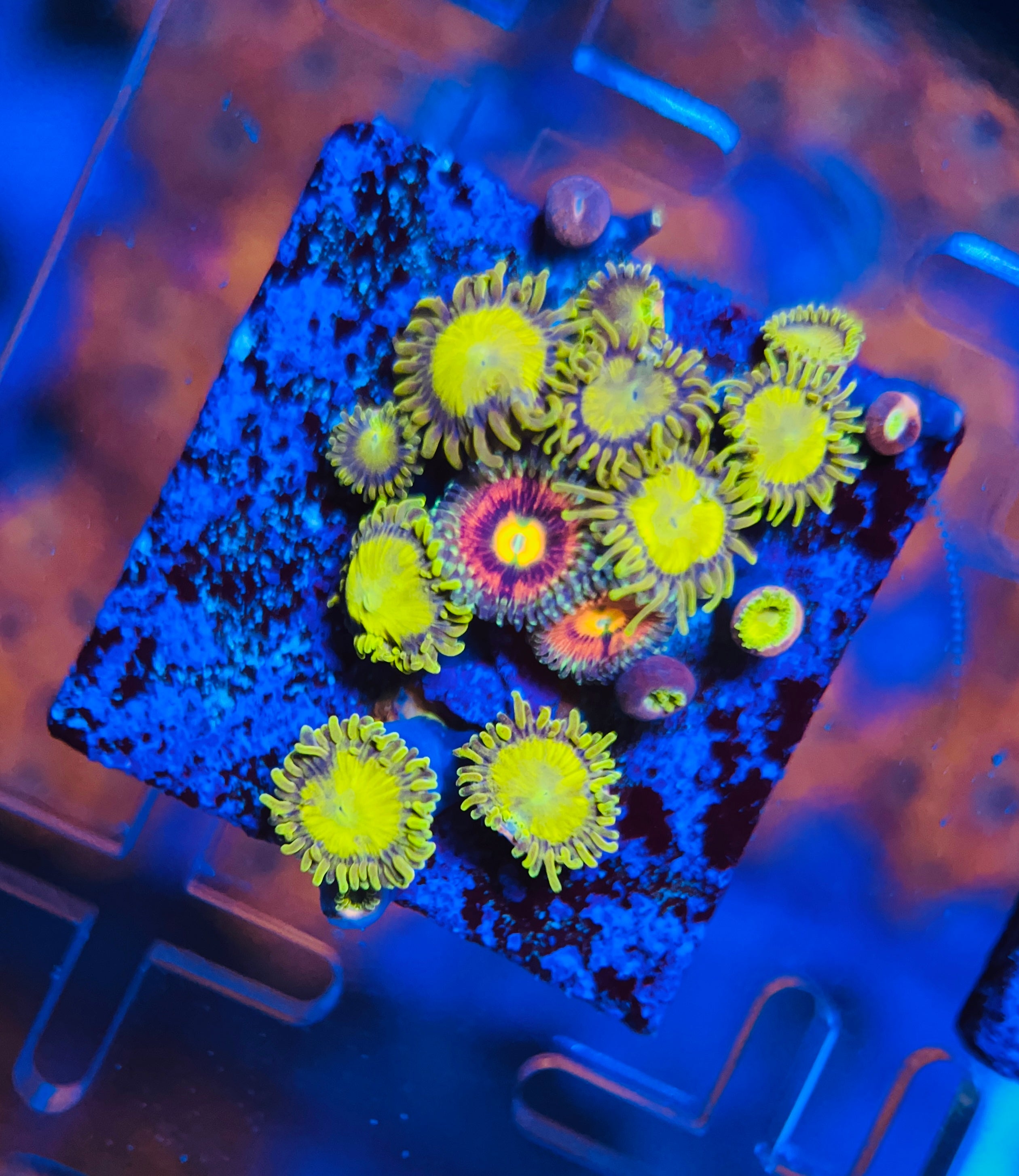 King Midas en Rainbow indicator Zoanthus (WYSIWYG)