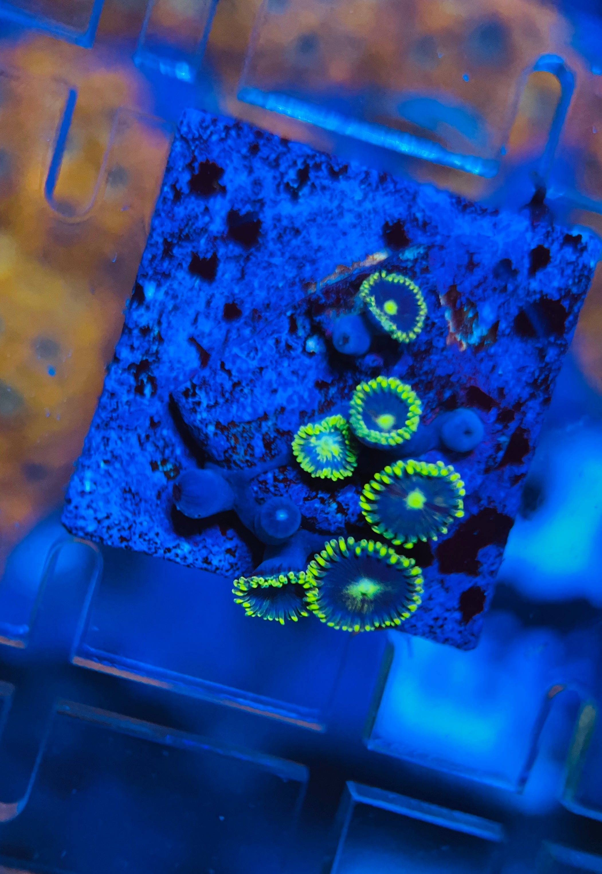 Blueberry Pie Zoanthus (WYSIWYG)