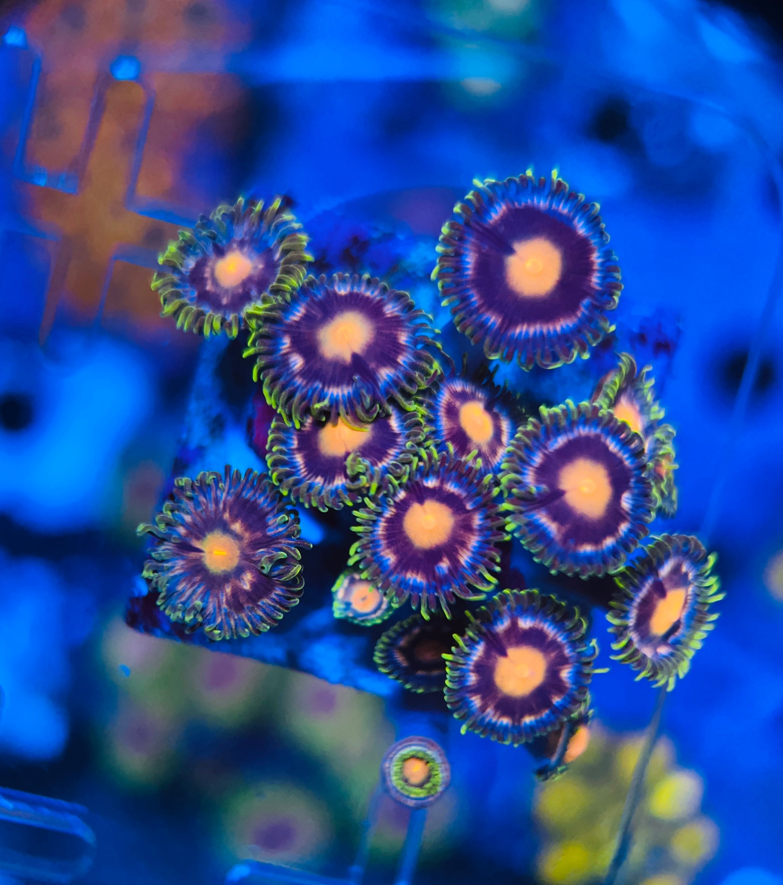 Blow pop Zoanthus Ultra (WYSIWYG)