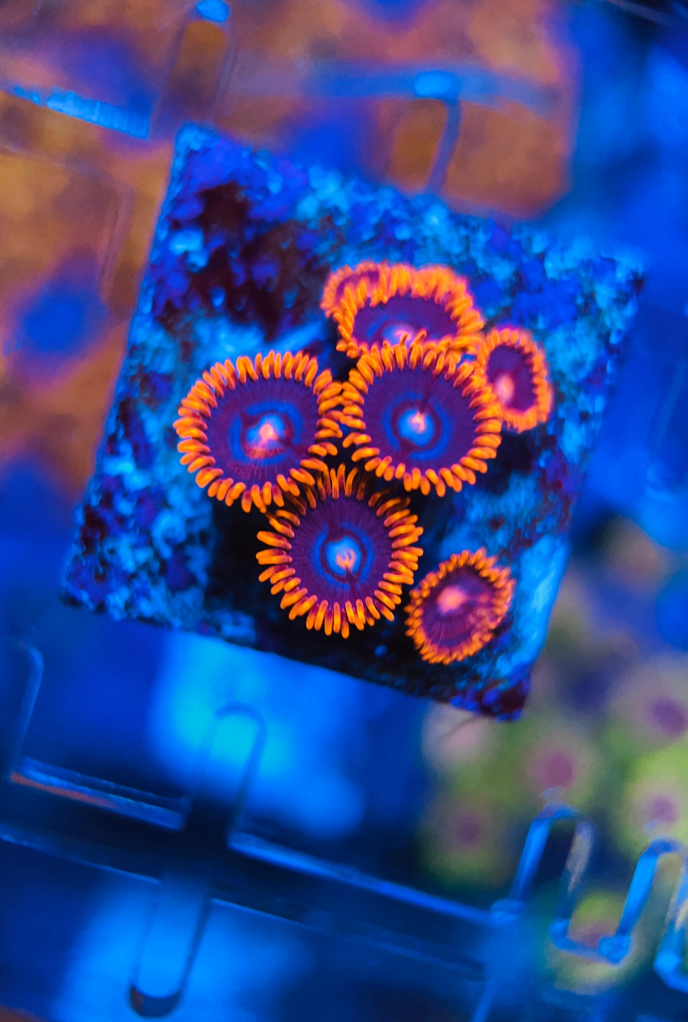 Alpha and Omega Zoanthus (WYSIWYG)