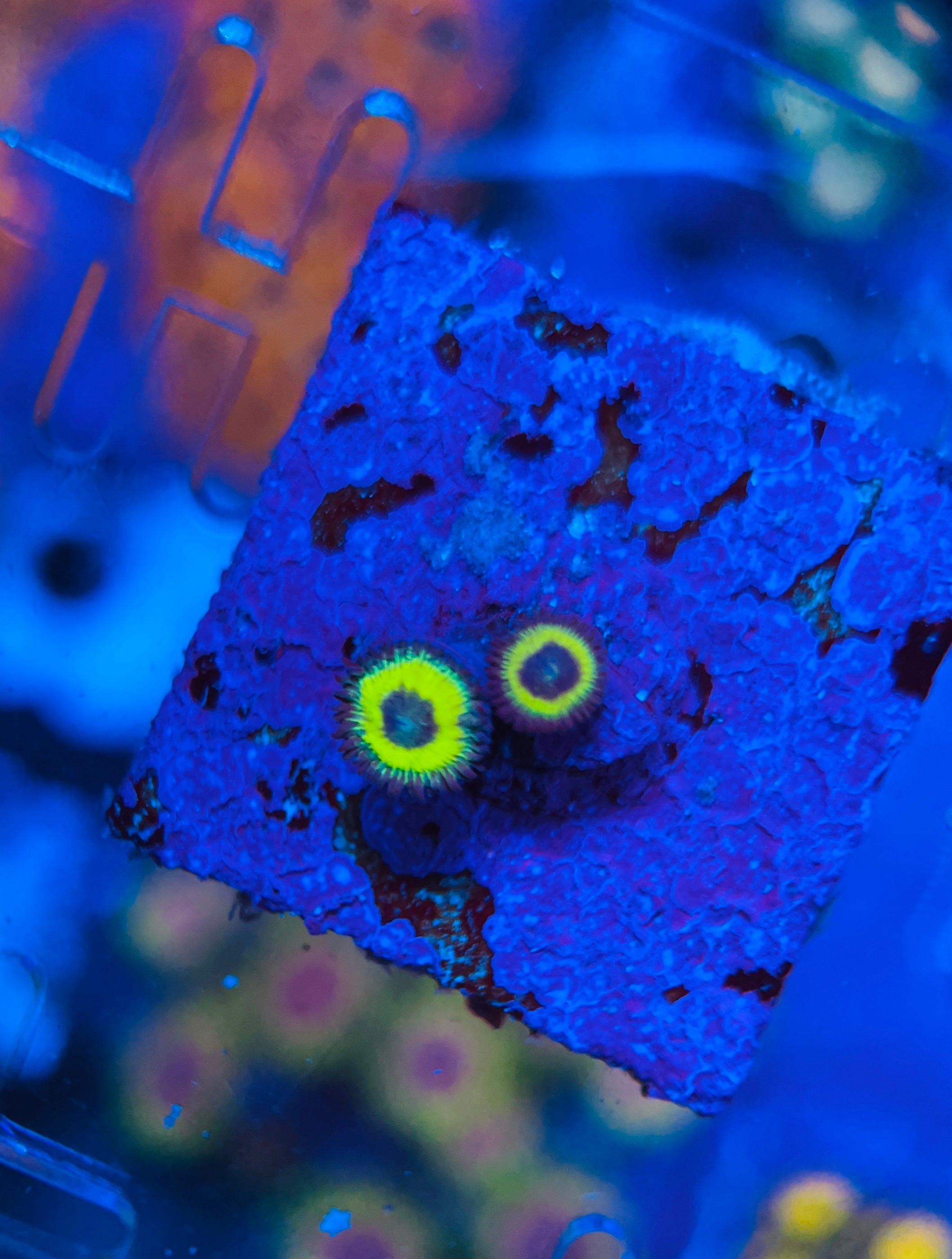 EL Lemon Zoanthus (WYSIWYG)