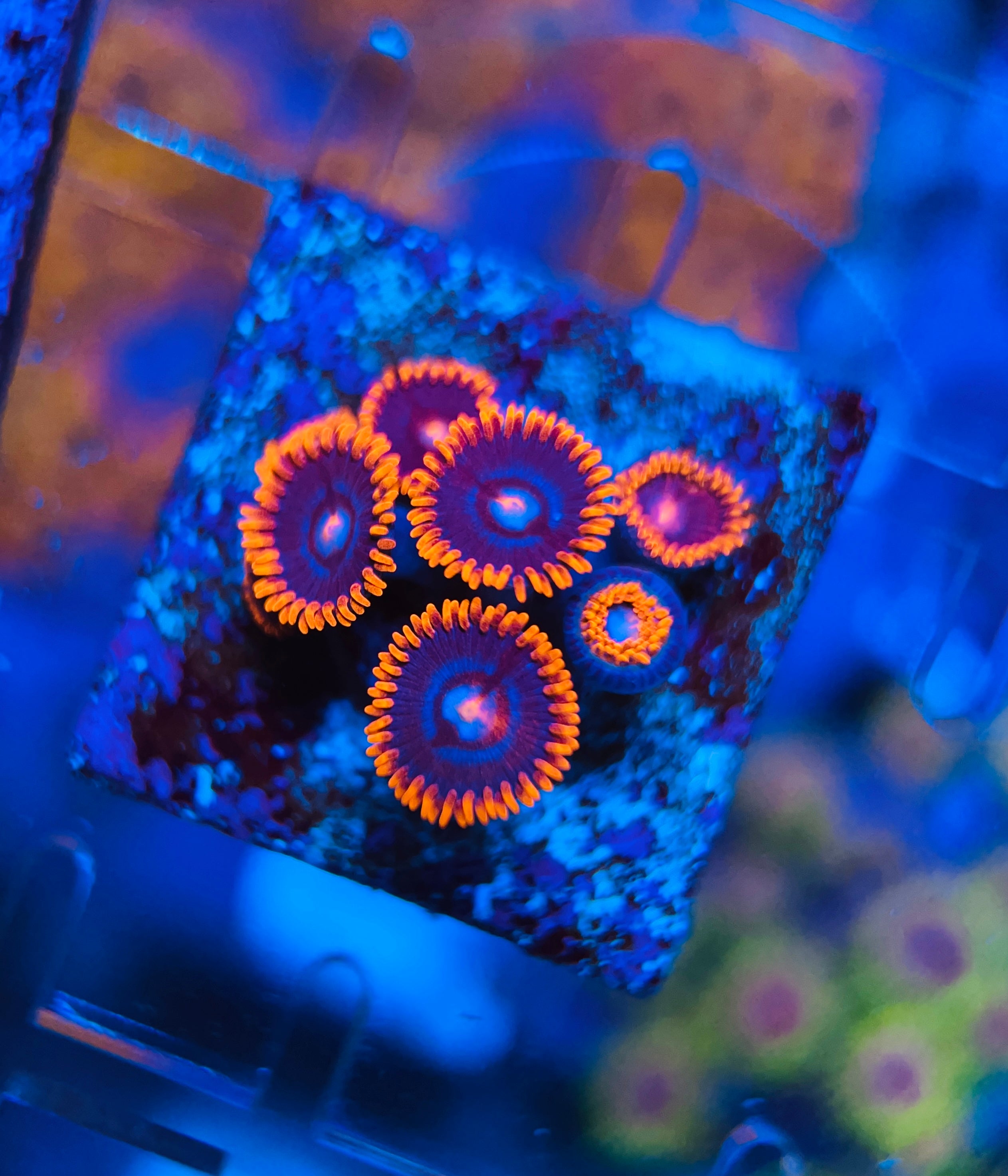 Alpha and Omega Zoanthus (WYSIWYG)