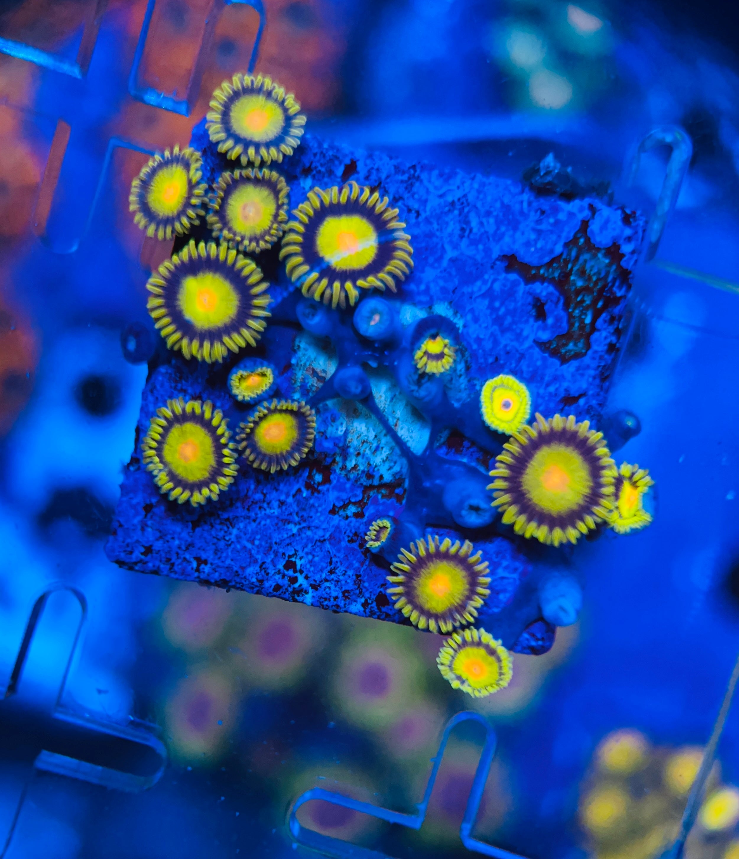 Tutti Frutti zoanthus (WYSIWYG)