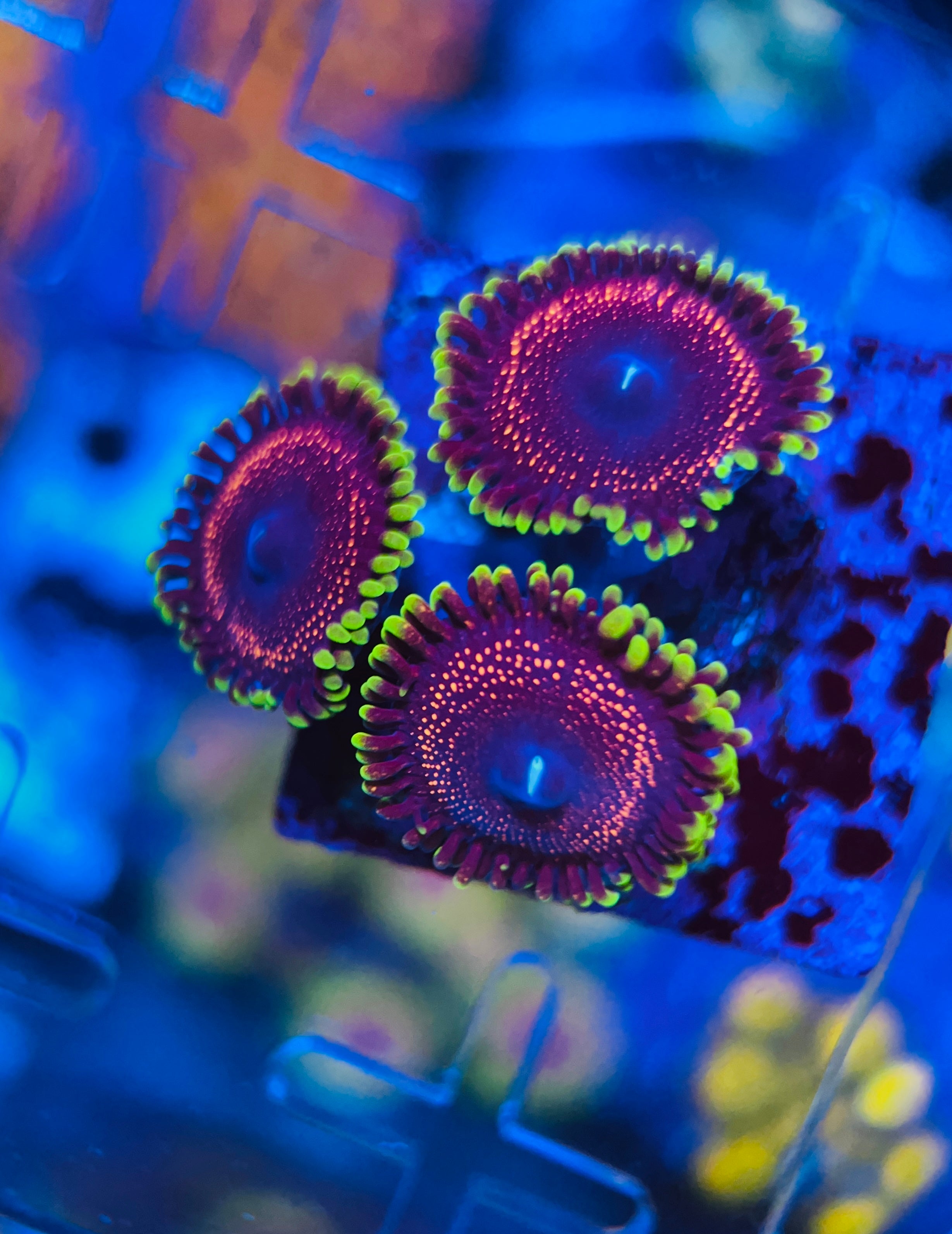 Psychosis zoanthus (WYSIWYG)