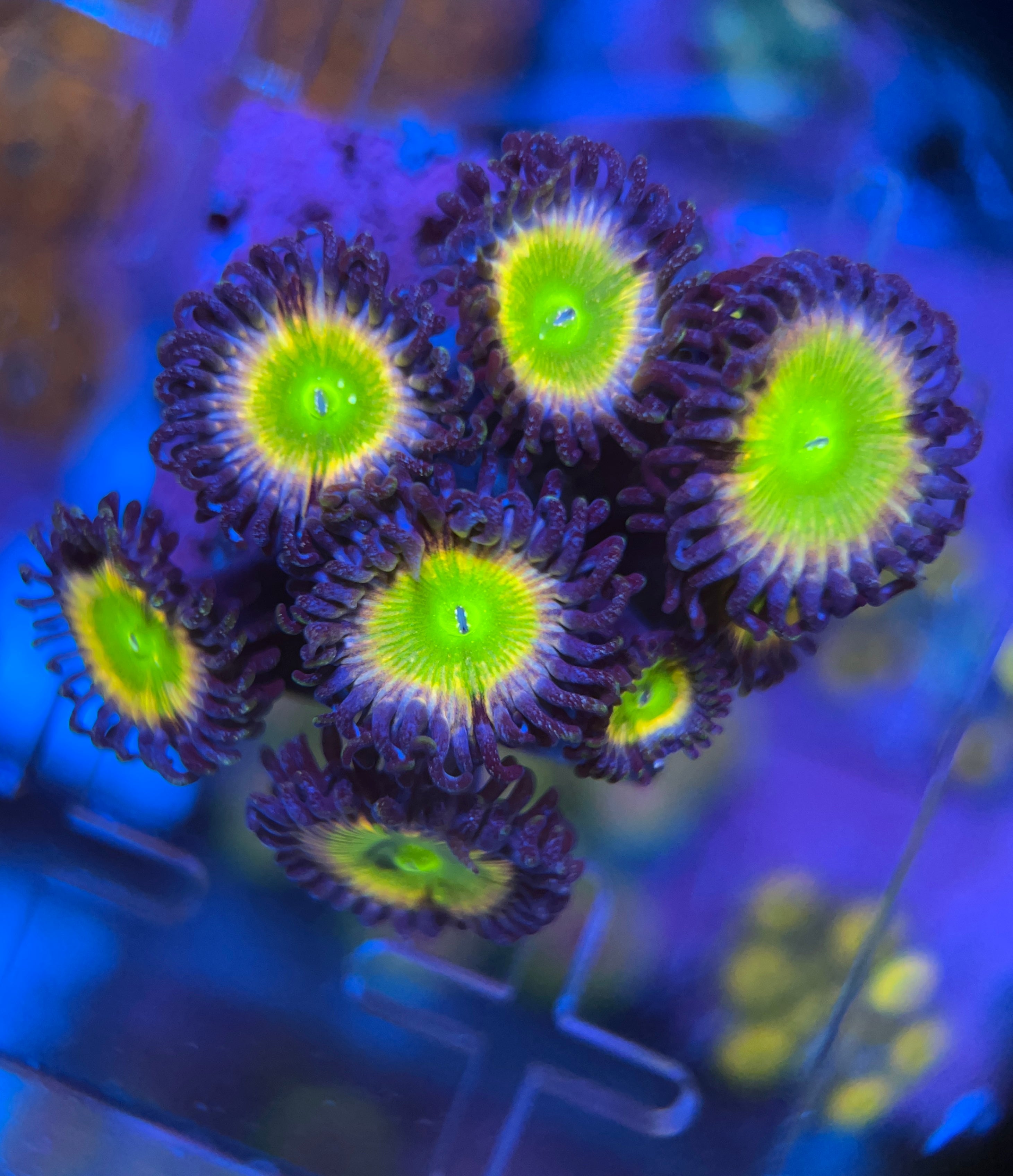 Tinkerbell zoanthus (WYSIWYG)