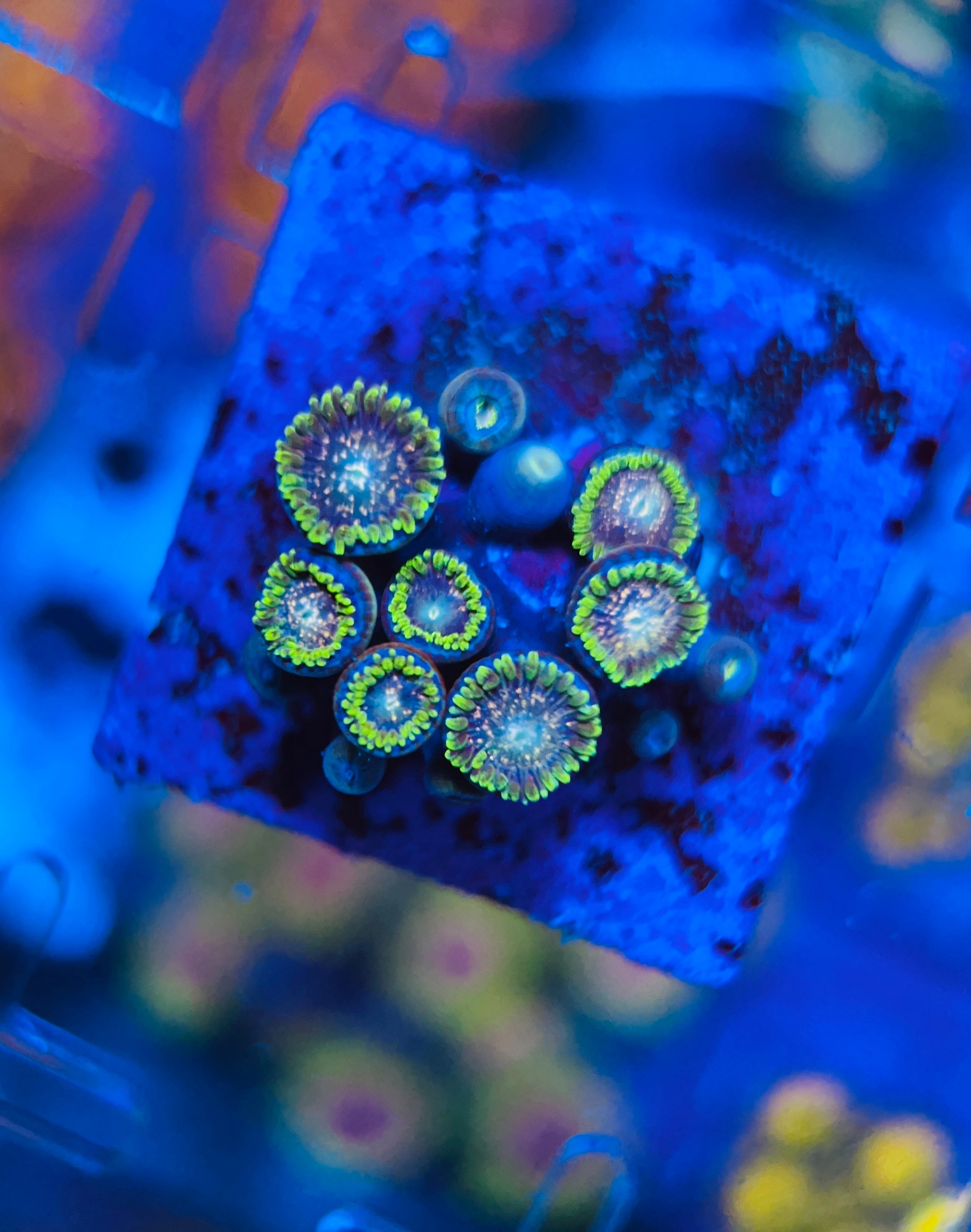 Blackberry voodoo Zoanthus (WYSIWYG)