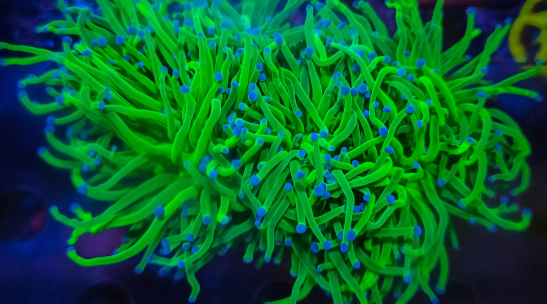 Euphyllia glabrescens Tod Torch